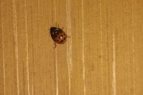 0 coccinelle asiatique maison 13 oct 011.jpg