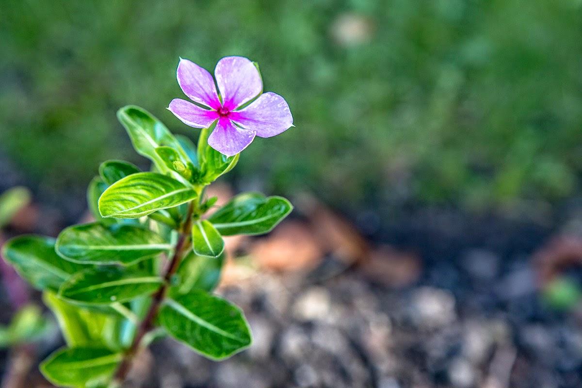 De la plante au médicament De la plante au médicament