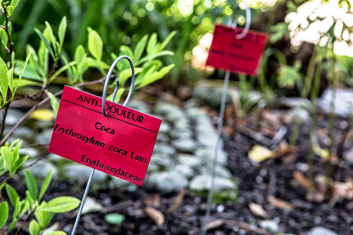 De la plante au médicament De la plante au médicament