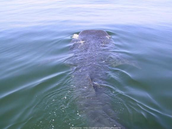 nager-avec-les-requins-baleines-mexique-4_gagaone