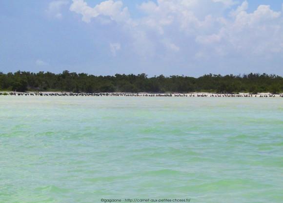 nager-avec-les-requins-baleines-mexique-14_gagaone