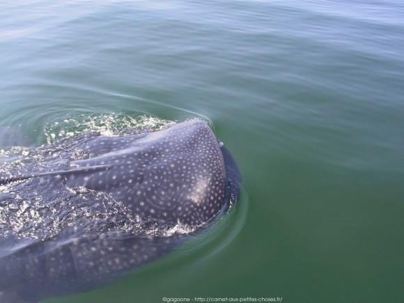 nager-avec-les-requins-baleines-mexique-8_gagaone