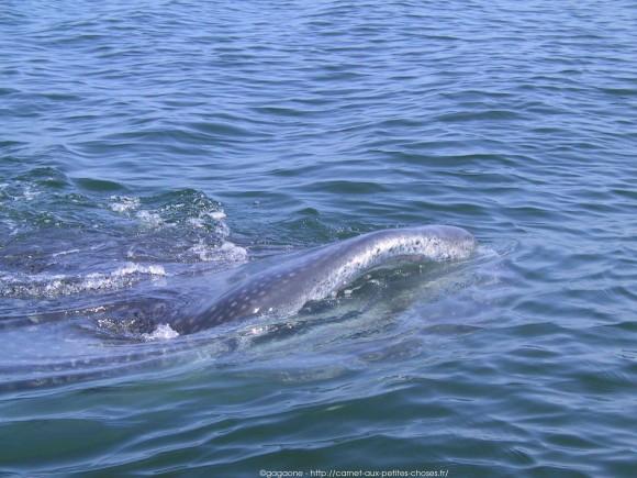 nager-avec-les-requins-baleines-mexique-13_gagaone