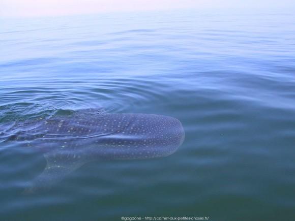 nager-avec-les-requins-baleines-mexique-7_gagaone
