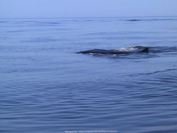 nager-avec-les-requins-baleines-mexique-6_gagaone