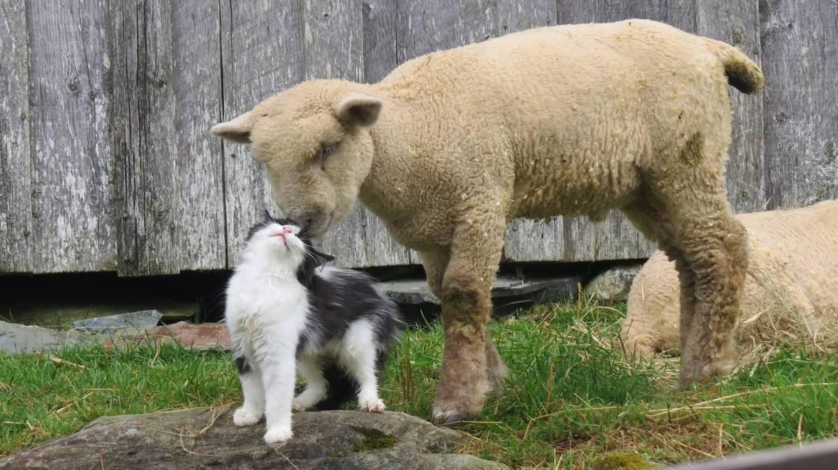 Le mariage Les amours impossibles....pas tant que cela!