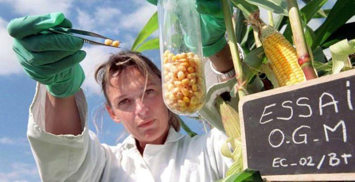 Une étude russe qui prouve que les OGM stériliseront l’humanité au bout de 3 Générations