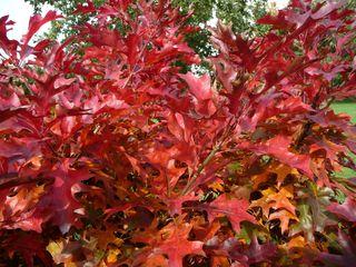 Automne_04 Automne_04