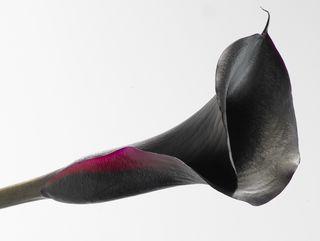 Calla Calla