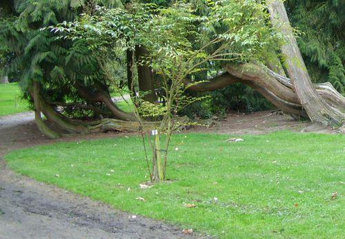 Les marcottes du thuya 4 thuya latéral Harcourt 19 avril 084.jpg