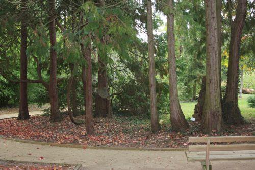 Les marcottes du thuya chamae laws barres 8 oct 2011 135 (1).jpg