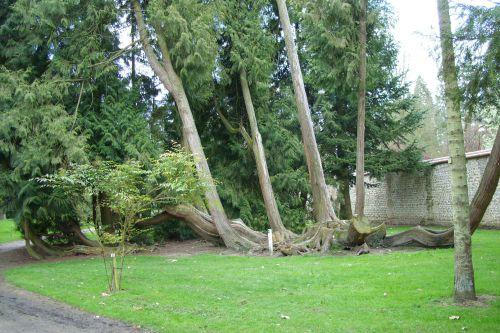 Les marcottes du thuya 2 thuya Harcourt 19 avril 084.jpg