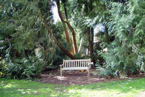 Les marcottes du thuya 1 thuya Harcourt 19 avril 077.jpg