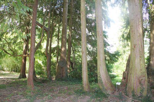 Les marcottes du thuya chamaecyparis laws 10 août 2013 221 (8).jpg