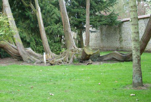 Les marcottes du thuya 3 thuya marcottes Harcourt 19 avril 084.jpg