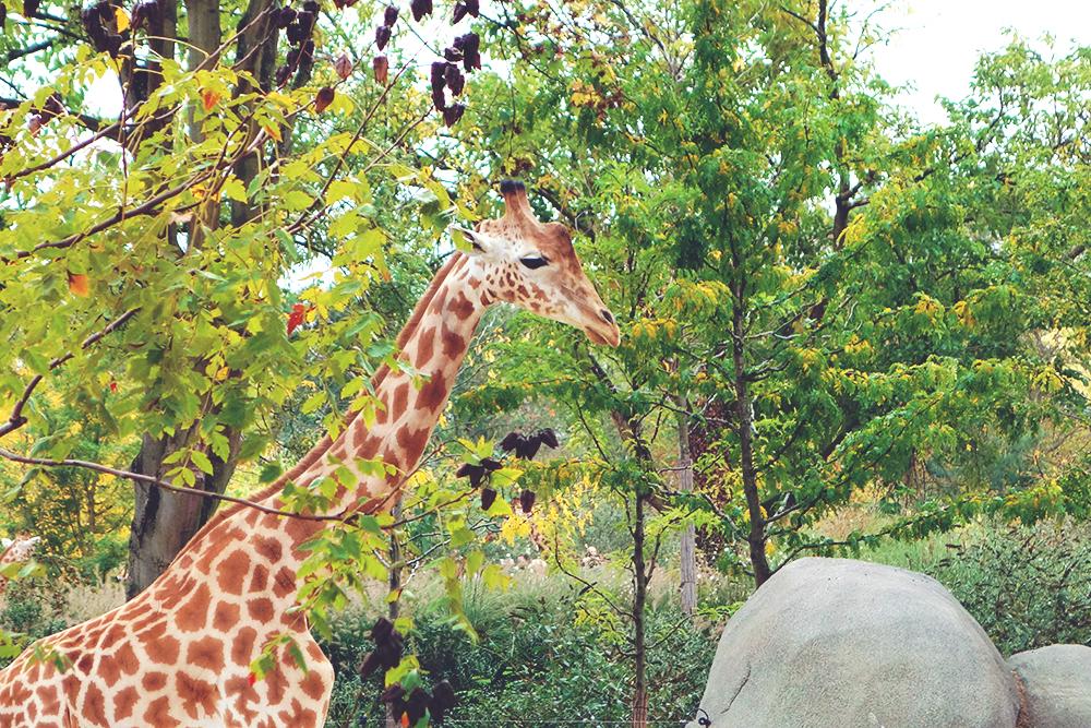 Balade au Zoo de Vincennes, Blog du Dimanche
