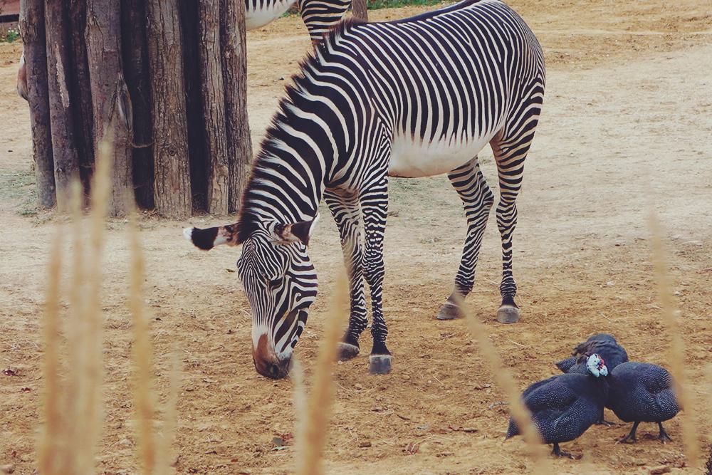 Balade au Zoo de Vincennes, © Blog du Dimanche