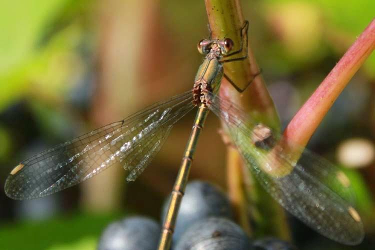 Quelques bestioles au jardin