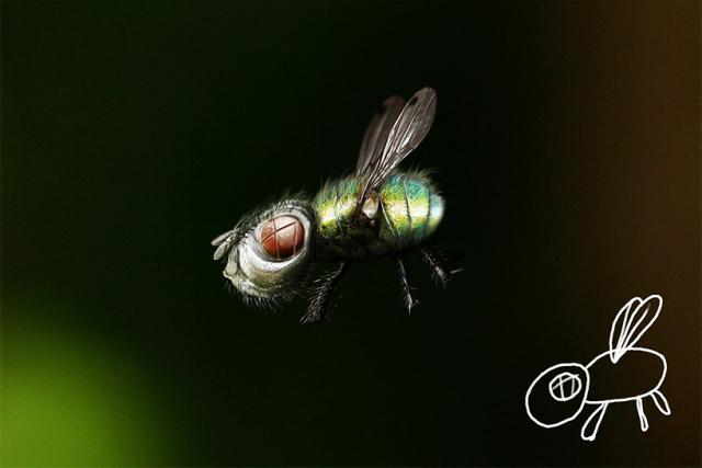 Click for a larger view Telmo Pieper