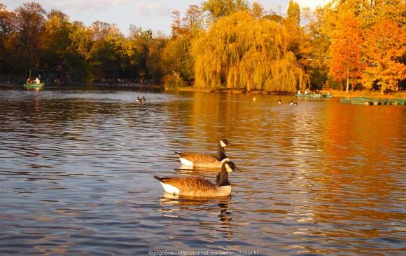 Un après-midi d’octobre au fil de l’eau – Barque au Lac des Minimes, Vincennes (94) barque-vincennes-lac-des-minimes-8_gagaone