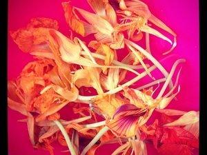 Entre le rouge et le corail #lundisadeuxdaliceetzaza Corail sur mes ongles, à mes pieds, comme la robe que je voulais et celle que j'ai eue (c) D'une île à Paris