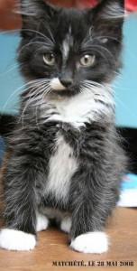 Mes animaux domestiques, je les donne matchété