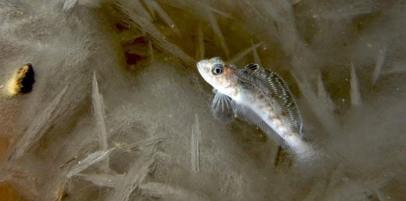 #protéines-antigel #poissons Protéines se fixant à la glace