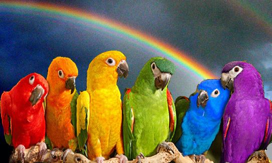 SEPT COULEURS MAGIQUES ! Ashley octobre 2014 ! noe-arcenciel-perroquets-543po