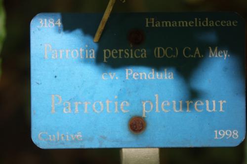 3 parrotia persica barres 11 oct 2014 062 (2).jpg