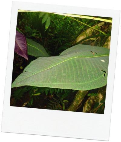 Bénévole pour une cause qui me tient à coeur miconia1