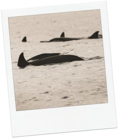 Bénévole pour une cause qui me tient à coeur dauphins2