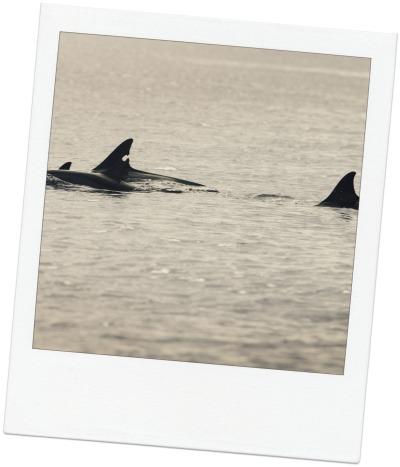 Bénévole pour une cause qui me tient à coeur dauphins1
