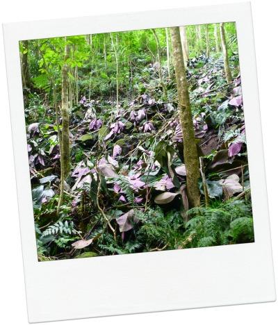 Bénévole pour une cause qui me tient à coeur miconia2