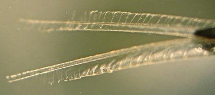 Langue de colibri
dans du liquide Langue de colibri dans du liquide