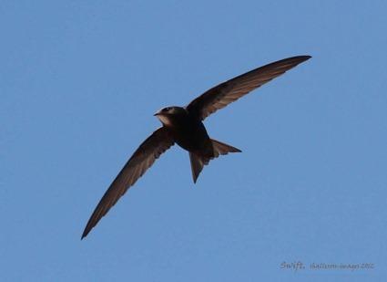 Martinet noir, Apus apus Martinet noir, Apus apus