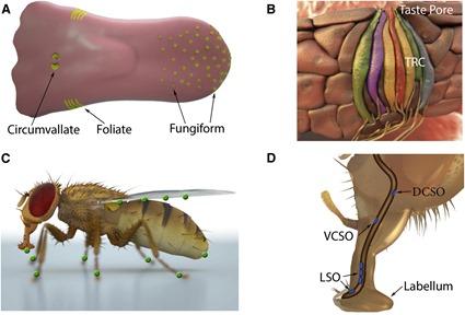 Les organes du goût chez les mammifères et la mouche drosophile, Liman et al., 2014 Les organes du goût chez les mammifères et la mouche drosophile, Liman et al., 2014