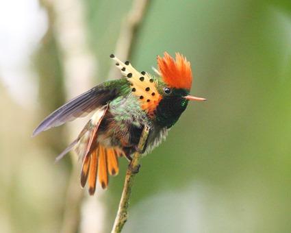 Coquette huppe-col Lophornis
ornatus Coquette huppe-col Lophornis ornatus