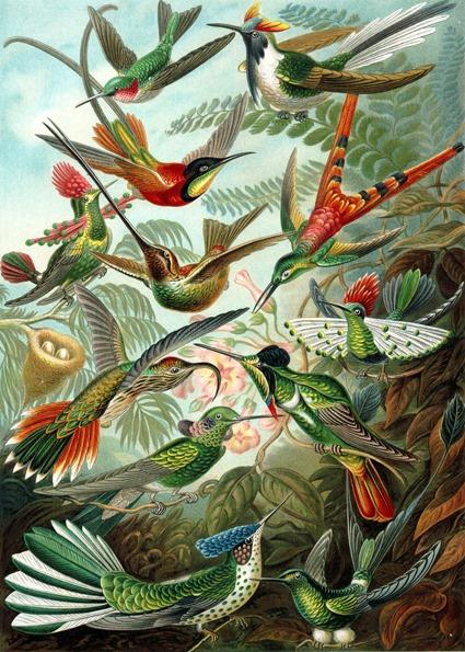 Ernst Haeckel, Kunstformen der Natur (1904), plaque 99: Trochilidae Ernst Haeckel, Kunstformen der Natur (1904), plaque 99: Trochilidae