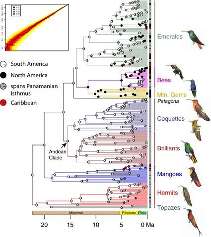Arbre phylogénétique
avec calibration temporelle de 284 espèces de colibris, McGuire et al., 2014 Arbre phylogénétique avec calibration temporelle de 284 espèces de colibris, McGuire et al., 2014