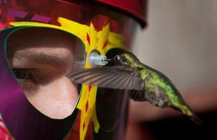 Eye to Eye Hummingbird
feeding mask Eye to Eye Hummingbird feeding mask