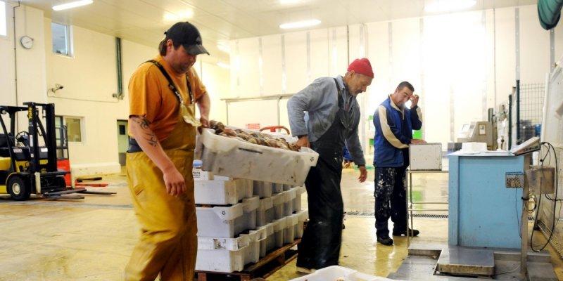 Charente-Maritime : la campagne de pêche des saint-jacques n'ouvrira pas Charente-Maritime : la campagne de pêche des saint-jacques n'ouvrira pas