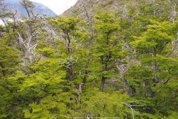 La steppe patagonienne et randonnée sur le Lago Argentino, Alternative tour El Calafate – Perito Moreno tour-alternatif-parc-glaciers-perito-moreno-patagonie-25_gagaone