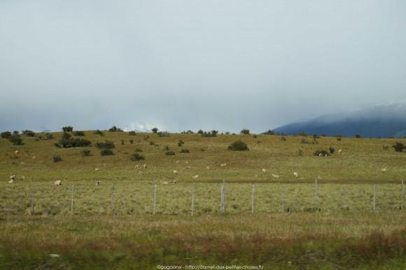 La steppe patagonienne et randonnée sur le Lago Argentino, Alternative tour El Calafate – Perito Moreno tour-alternatif-parc-glaciers-perito-moreno-patagonie-17_gagaone