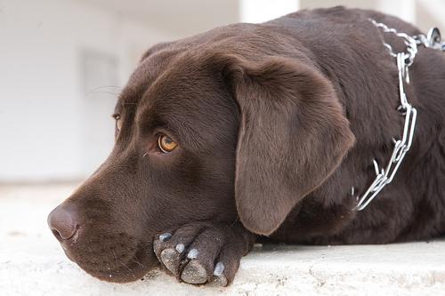 labrador 1