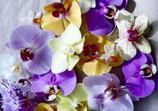 Orchidée Phalaenopsis_02