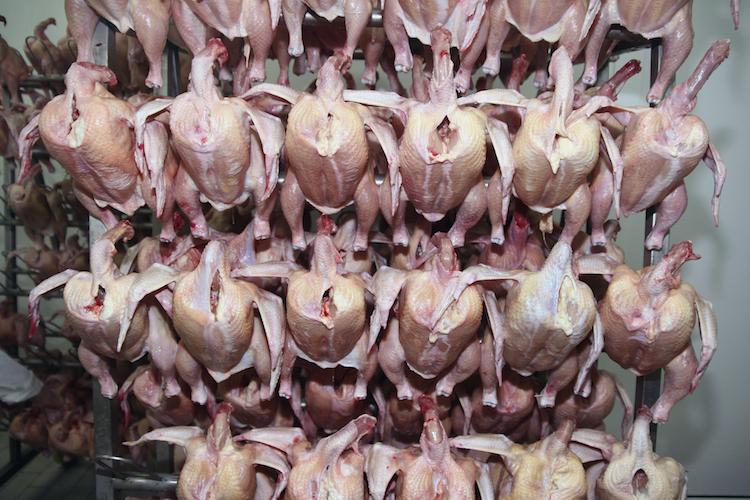 Au Etats-Unis, les poulets sont rincés au chlore.