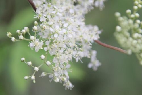 filipendula ulmaria romi 22 oct 2014 010 (2).jpg