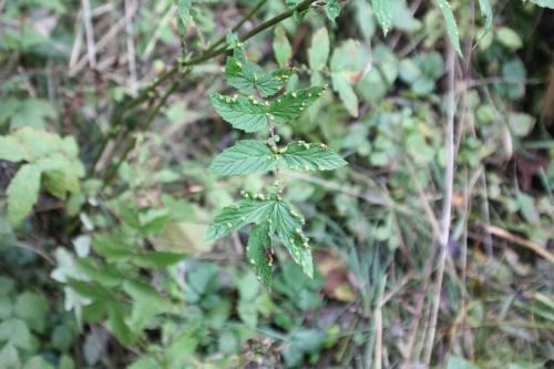 filipendula galles romi 22 oct 2014 024 (1).jpg