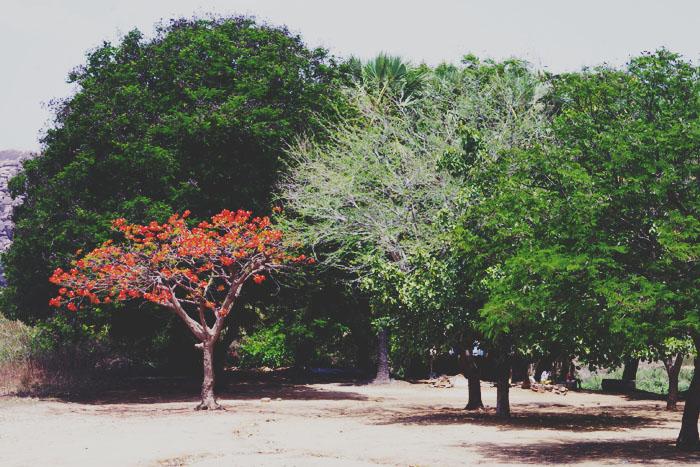 Le label « Eco’Green » de Schuldi’s World inde; hampi