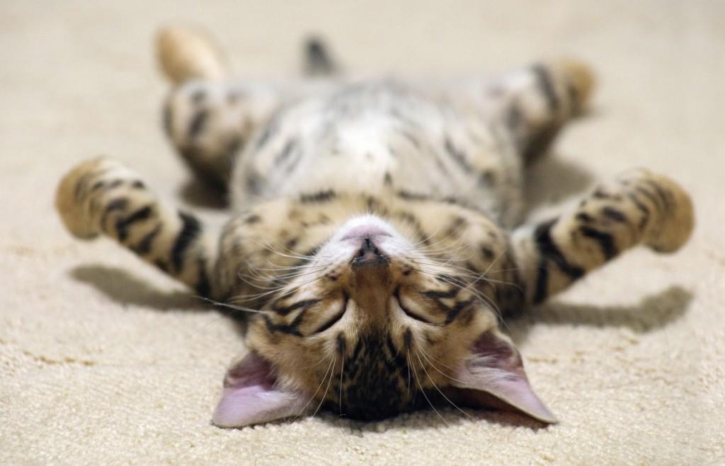 kitten sleeps La complexification des usages web en l’espace de 10 ans, reportage exclusif.